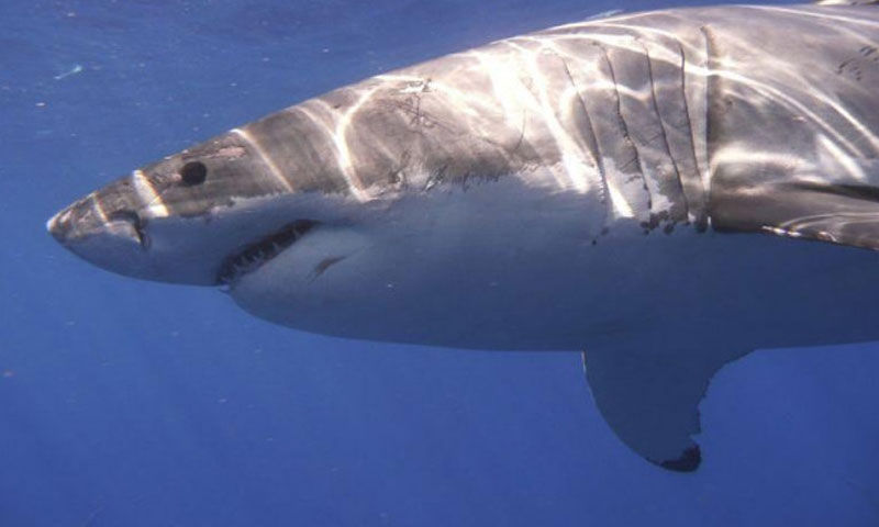 Pakistan unveils first national action plan to conserve sharks