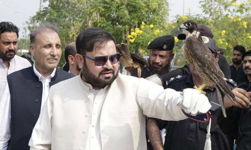 12 falcons rescued from smugglers released into the wild