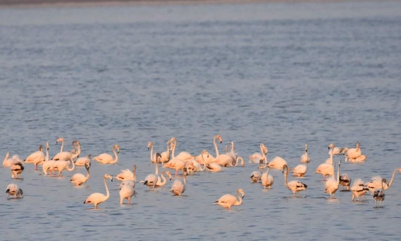Maryam Nawaz hails flamingo revival at Uchali Lake