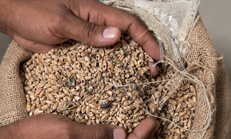 Large quantity of flood-hit wheat found during raid at Nowshera depot