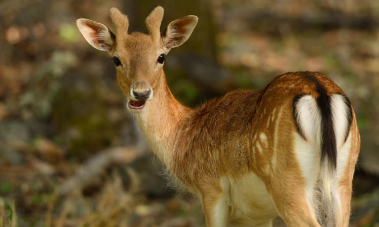   ہرن سے انسان  میں منتقل ہونے والا پہلا کورونا کیس دریافت