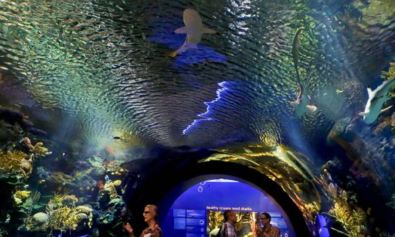 چھ سال قبل سینڈی طوفان سے تباہ ہونے والے ایکوریم کا افتتاح | urduhumnews.wpengine.com