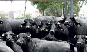 پنجاب بھر میں بھینسوں کے گوبر پر ٹیکس عائد کرنے کا فیصلہ