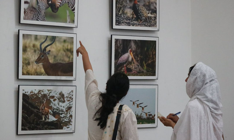 جنگلی حیات سے محبت کا سبق دینی والی نمائش اختتام پذیر | urduhumnews.wpengine.com