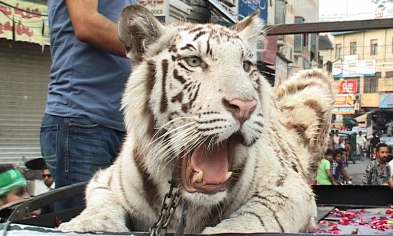 مریم نواز کے حلقے میں شیر پر پابندی کی درخواست دائر | urduhumnews.wpengine.com