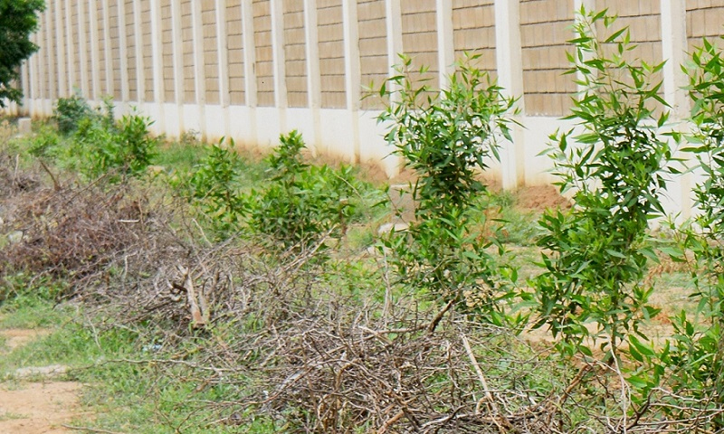 سندھ پولیس کو شجرکاری مہم شروع کرنے کا حکم | urduhumnews.wpengine.com