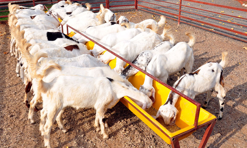 عنبر، آپ نے بکرا لے لیا؟ | urduhumnews.wpengine.com