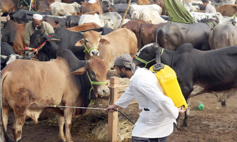 پاکستانی انجینئرز کا کارنامہ، لاپتہ یا گمشدہ جانوروں کی تلاش کیلئے ایپلی کیشن تیار