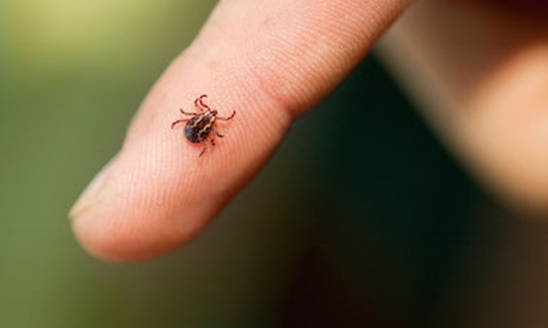 کانگو وائرس کا ایک اور شکار اسپتال پہنچ گیا