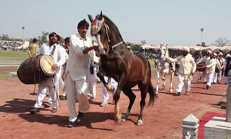 کیٹل شوز کے خلاف دائر درخواست مسترد ہو گئی | urduhumnews.wpengine.com