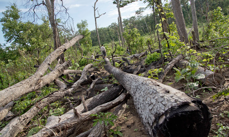 ملک بھرمیں شجر کاری مہم، سوات میں درختوں کی کٹائی |HUMNEWS.PK