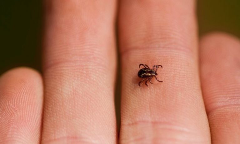 کانگو وائرس سے کیسے بچا جائے ؟