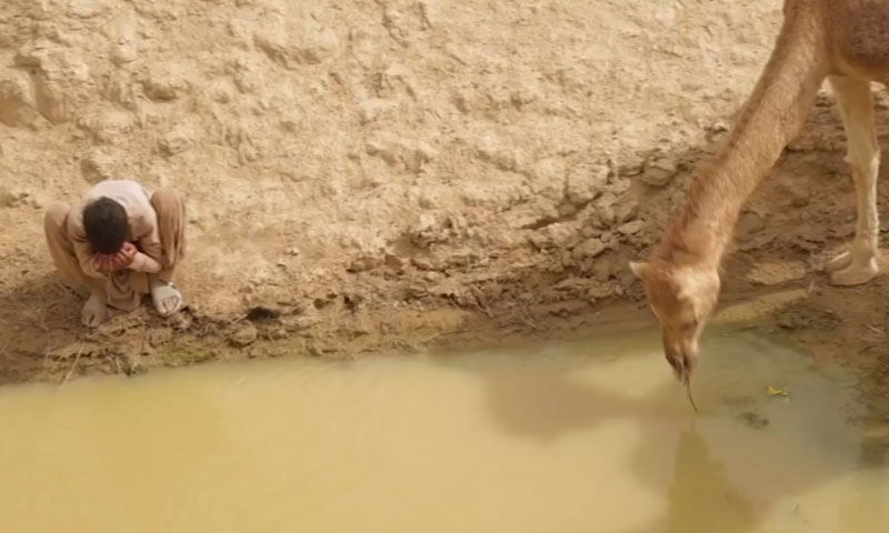 تھرپارکر میں قحط کے باعث نقل مکانی شروع | urduhumnews.wpengine.com