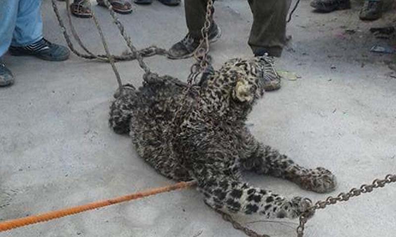 آزاد کشمیر میں شہریوں نے نایاب نسل کا چیتا پکڑ لیا