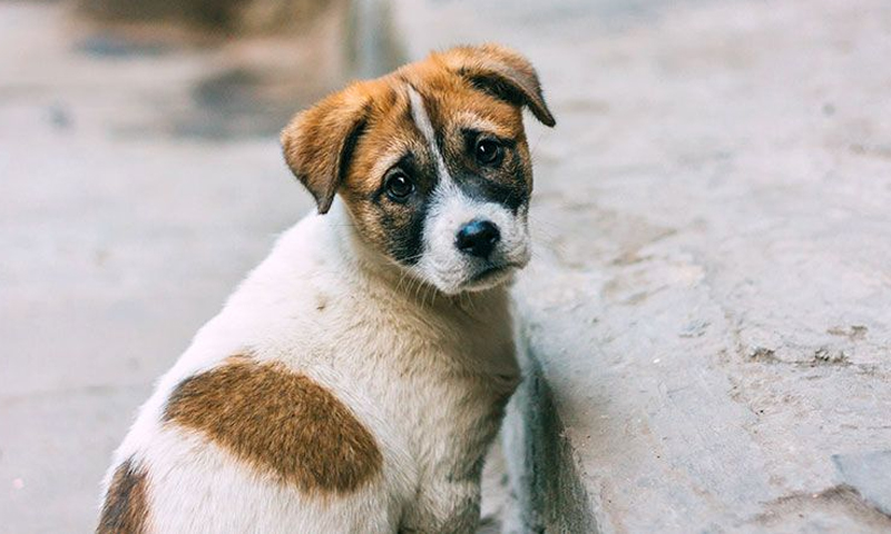 گجرات میں کتے کے قتل کا مقدمہ درج | urduhumnews.wpengine.com