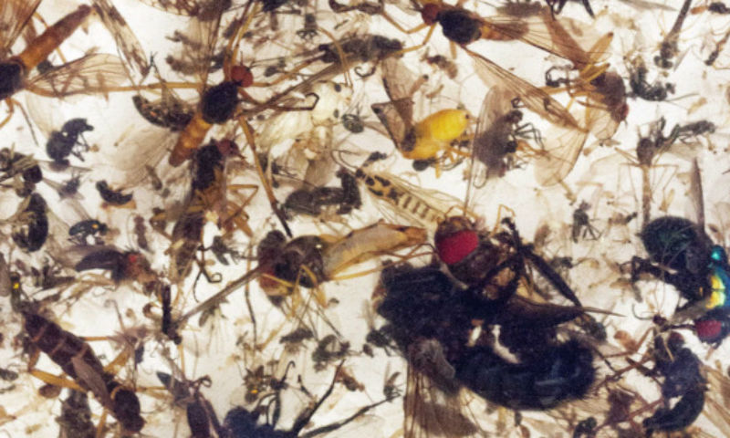 ادویات کا استعمال، دنیا میں حشرات کی تعداد میں کمی