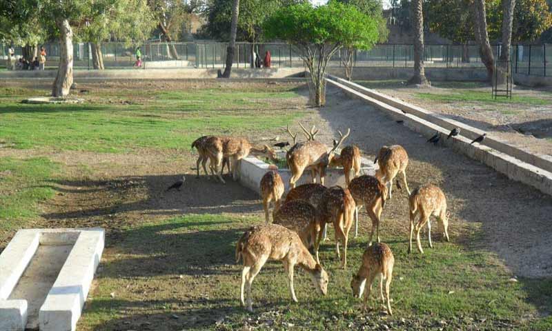 مرغزار چڑیا گھر سے منتقلی کے دوران متعدد جانوروں اور پرندوں کی ہلاکت کا انکشاف
