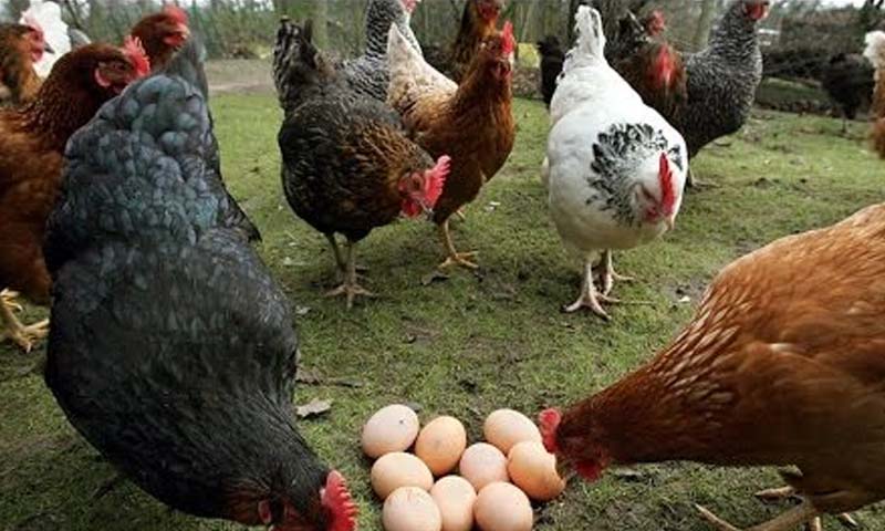 مرغی پال اسکیم مؤخر، پنجاب اسمبلی میں تحریک التوا جمع