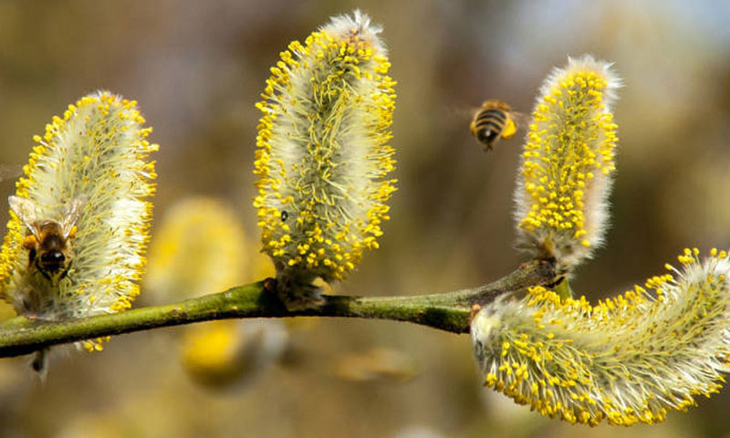 اسلام آباد میں بارش، پولن کی مقدار میں کمی