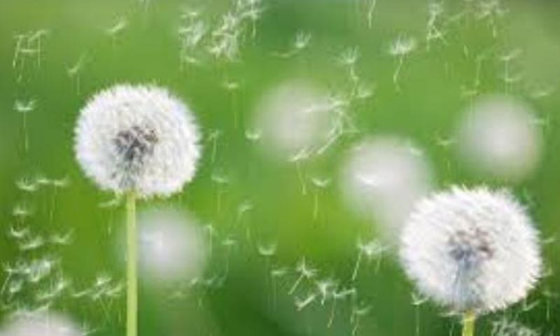 اسلام آباد میں پولن کی مقدار بڑھنے لگی