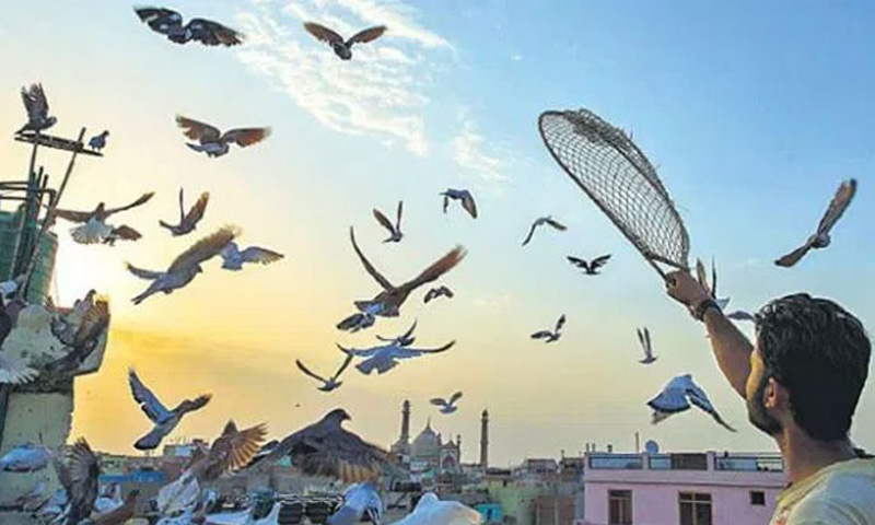 خیبر پختونخوا:کبوتربازی، پبلک مقامات پر پالتوجانور لے جانا جرم ہوگا