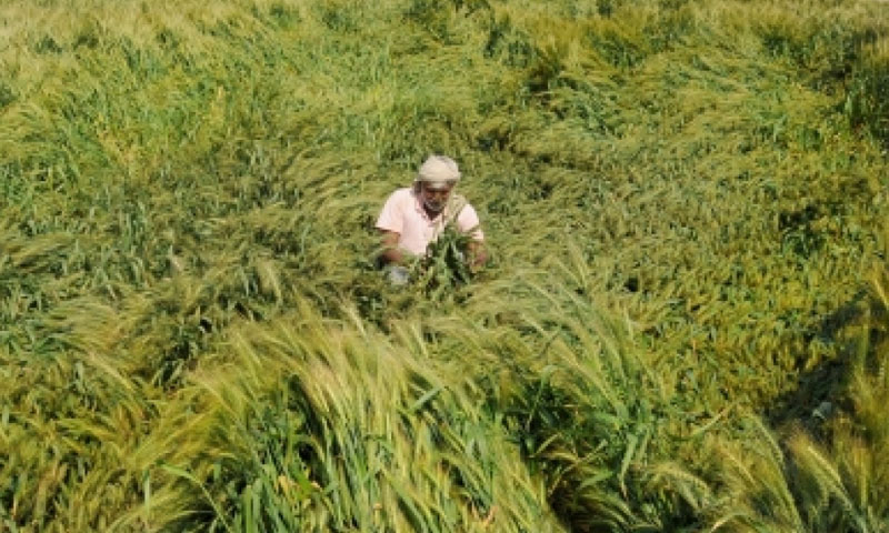ملک میں گندم کی فصل کو نقصان کا اندیشہ Farmer