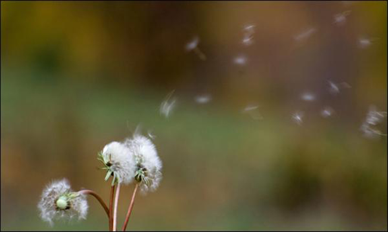 اسلام آباد میں پولن الرجی، شہریوں کو غیر ضروری باہر نہ نکلنے کی ہدایت