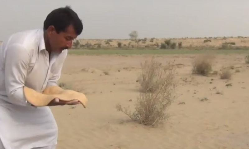 چولستان کی  گرم ریت پر پکنے والی روٹی