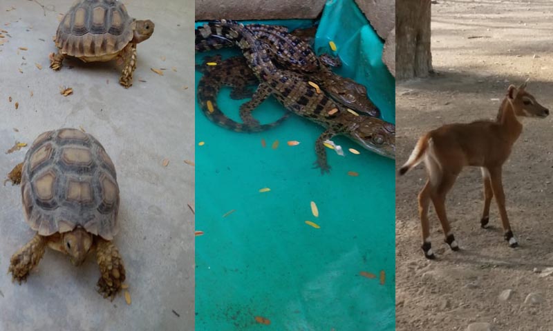 کراچی کے چڑیا گھر میں ننے مہمانوں کی آمد