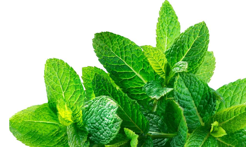 پودینے کے پانچ حیران کن فوائد