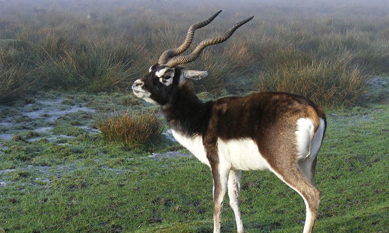 کالے ہرن کے شکار پر پابندی، پنجاب حکومت سے رپورٹ طلب