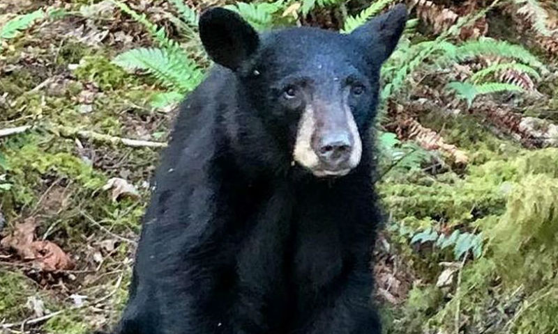 ریچھ کو لوگوں کے ساتھ سیلفیاں لینا مہنگا پڑ گیا