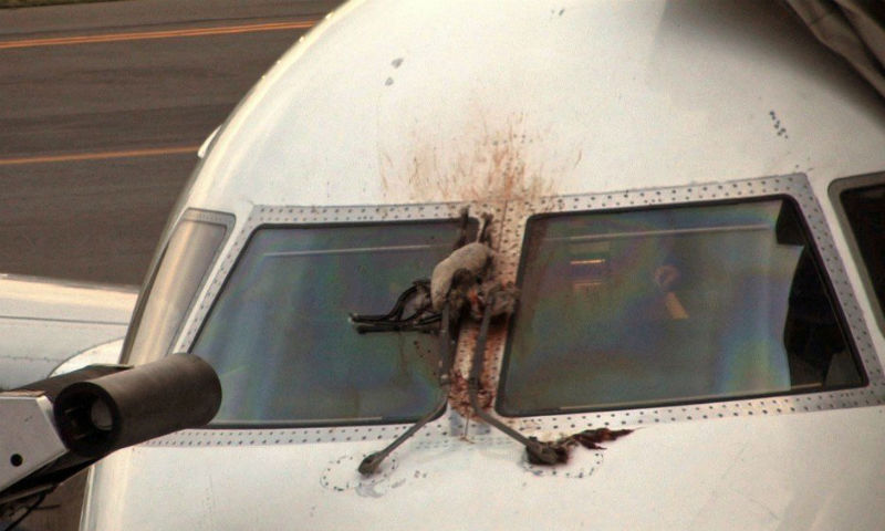 طیاروں سے پرندے ٹکرانے کے واقعات میں مسلسل اضافہ