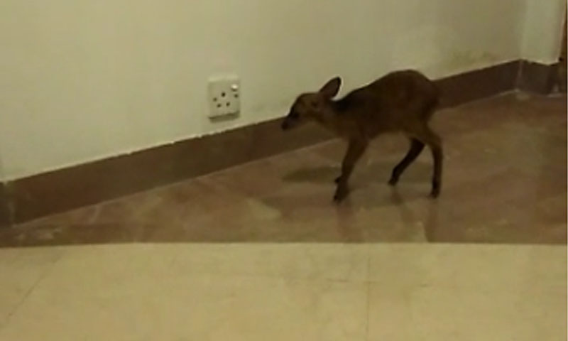 اسلام آباد میں شہری نے ہرن کے بچے کو بچالیا