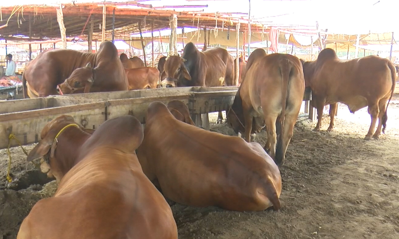 پنجاب میں قربانی کے جانوروں کی منڈی پر عائد فیس ختم کرنے کا فیصلہ Cattle Market