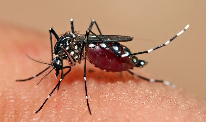 اسلام آباد اور کراچی میں ڈینگی کے وار تیز: مریضوں کی تعداد بڑھنے لگی اسلام آباد اور کراچی میں ڈینگی کے وار تیز: مریضوں کی تعداد بڑھنے لگی