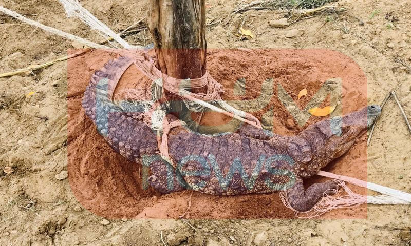 کراچی میں فارم ہاؤس کی دیوار گرنے سے مگر مچھ بھاگ نکلے