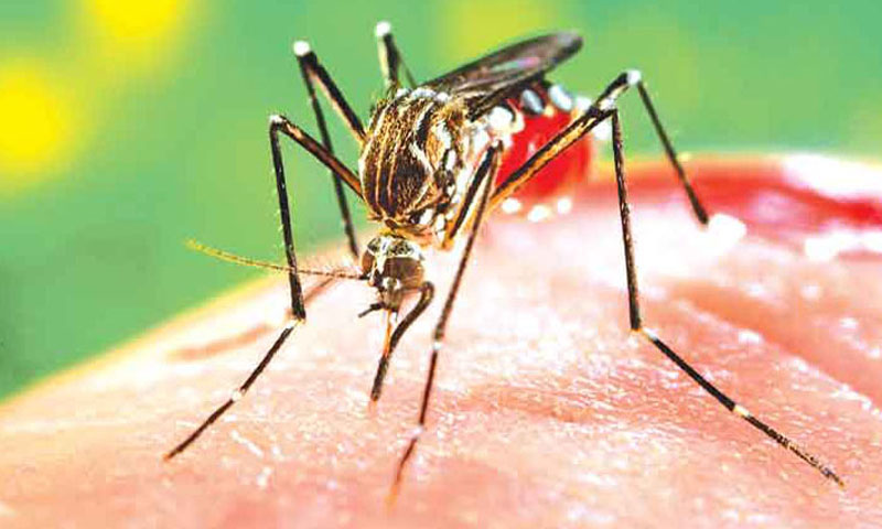 سندھ: ڈینگی کے 6 نئے کیسز رپورٹ