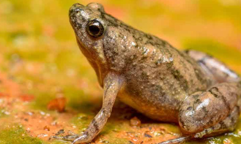 مینڈکوں کی دیدہ دلیری: پنجاب پولیس کو قانون پڑھنے اور مشاورت کرنے پہ لگادیا