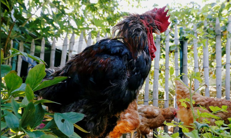 مرغے نے عدالت سے بانگ دینے کا مقدمہ جیت لیا