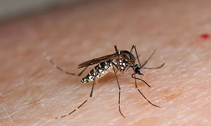 پنجاب اور کے پی: ڈینگی سے متاثرہ مریضوں کی تعداد میں مسلسل اضافہ