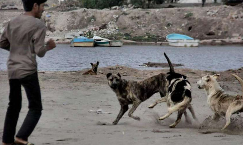 ہالا: کتے نے دس افراد کو کاٹ کر زخمی کردیا