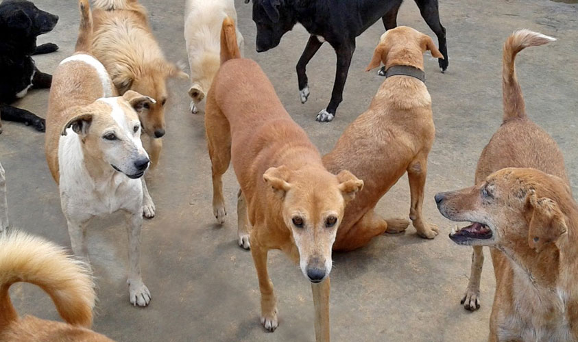 کراچی: آوارہ کتے نے پولیس اہلکار سمیت سات افراد کو کاٹ کر زخمی کردیا