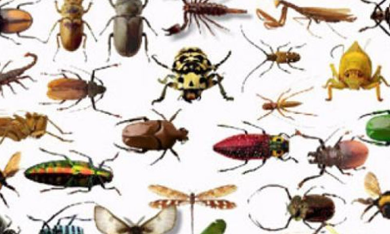 کراچی: حشرت الارض کی یلغار نے شہریوں کا سکون غارت کردیا