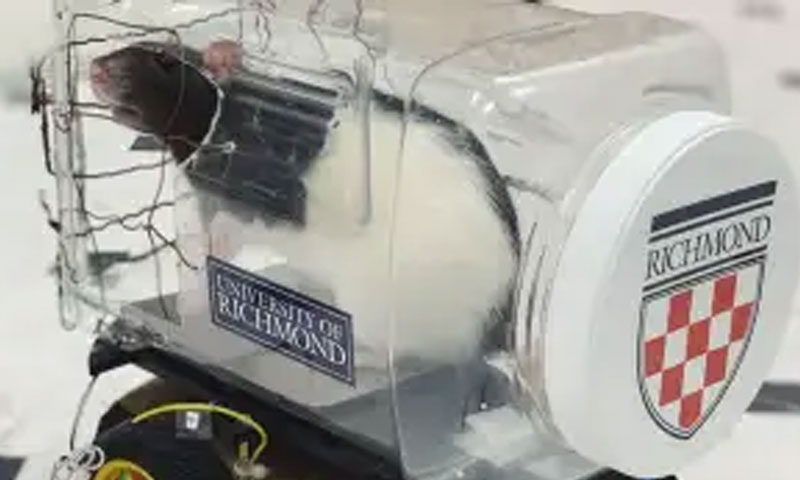 چوہوں نے گاڑی چلانا سیکھ لی