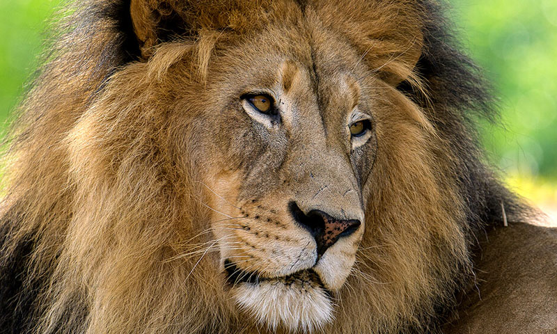 لاہور چڑیا گھر: ایک سال کے دوران 32 قیمتی جانوروں کی ہلاکت