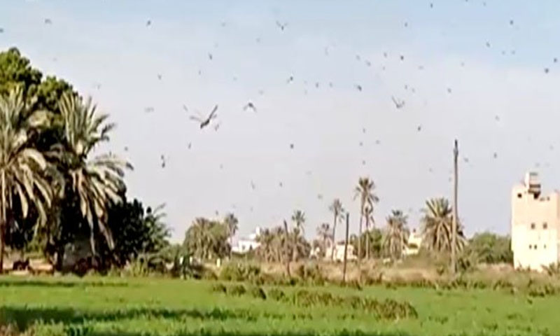 کراچی پہ ٹڈی دل حملہ: گورنر اور حکومت سندھ نے نوٹس لے لیا