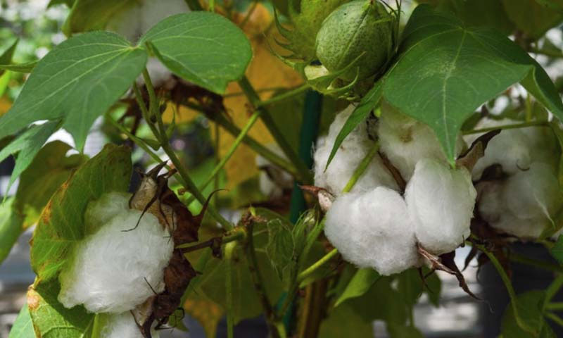 روئی کی قیمت 9 سال کی بلند ترین سطح پر پہنچ گئی