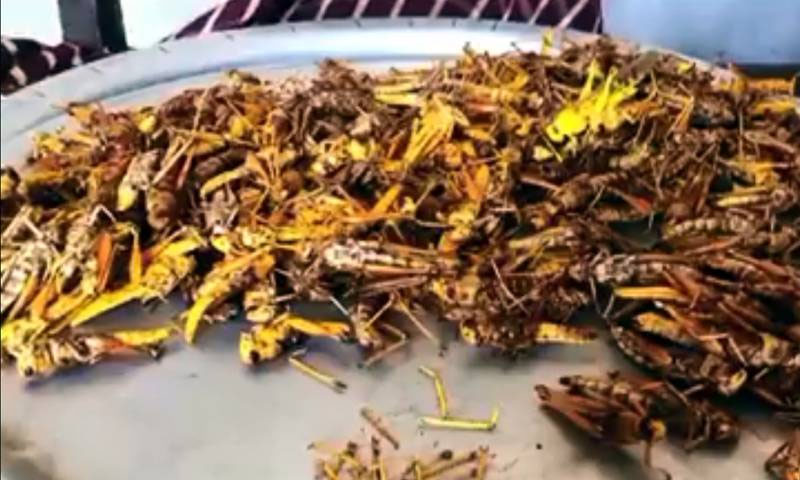 کراچی: ٹڈی دل فرائی ہو کر سندھ اسمبلی کے ایوان میں پہنچ گئی