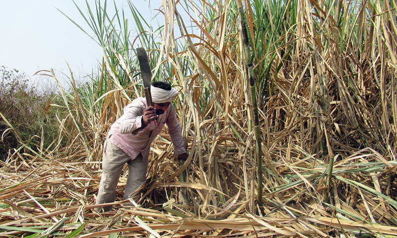 گنے کا کرشنگ سیزن شفاف بنانے کیلئے دفعہ 144 نافذ
